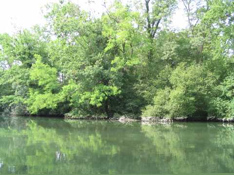 dschungelartige Wald- und Wiesenlandschaft