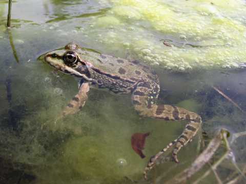 Wasserfrosch