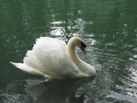 Höckerschwan