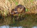 Nutria