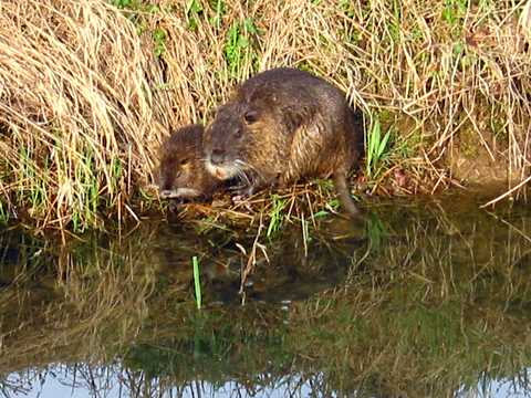 Nutria mit Nachwuchs