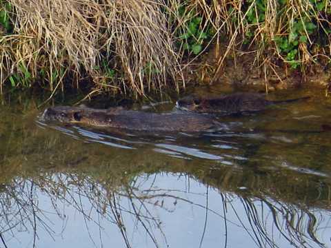 Nutria, die ersten Schwimmversuche