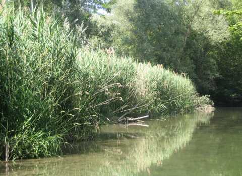 Schilfgrtel im Feuchtgebiet