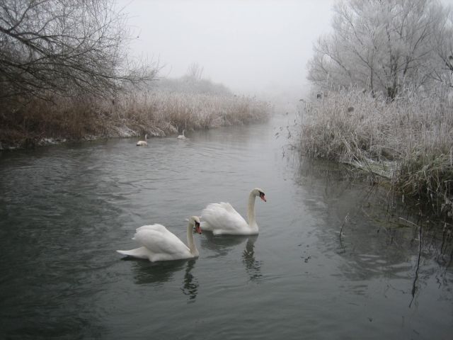 Winter im Naturschutzgebiet Taubergiessen