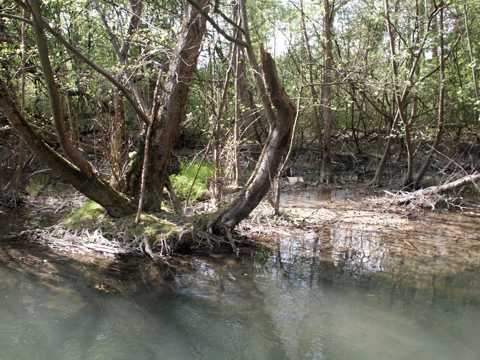 Durch die Rheinbegradigung senkte sich der Grundwasserspiegel ab