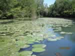 Idyllische Landschaft