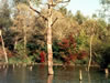 Herbst im Taubergiessen
