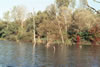 Herbst im Taubergiessen