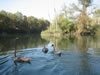 Jungschwne im Herbst