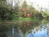 Herbstfarben im Taubergiessen