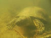 Sumpfschildkrte