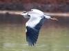 Ardea cinerea - Graureiher