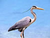 Ardea cinerea - Fischreiher im Taubergiessen