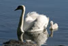 Hckerschwan